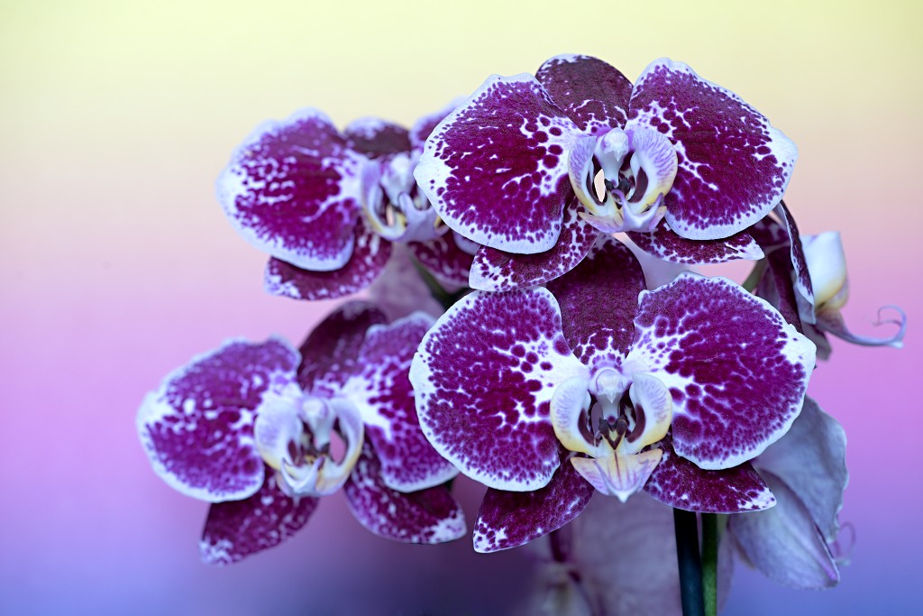 orchideeën orchidee orchideeen hdr bloem Orchidaceae natuur flora bloemen orchis sierbloem sierplant phalaenopsis orchidaceae